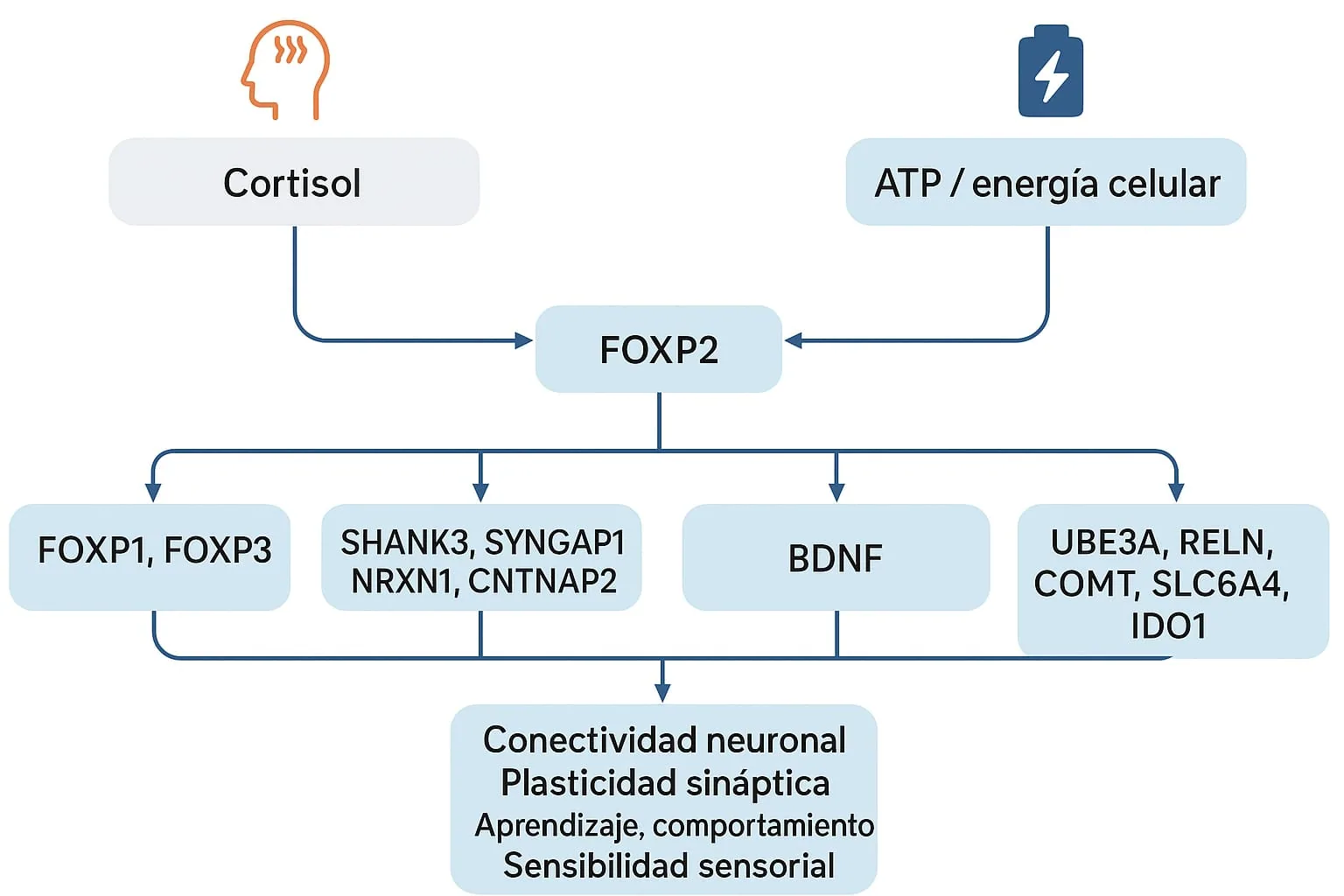 Figura 3 di 4 — Convergenza Cambridge 2025: 36 varianti, ATP, cortisolo e FOXP2