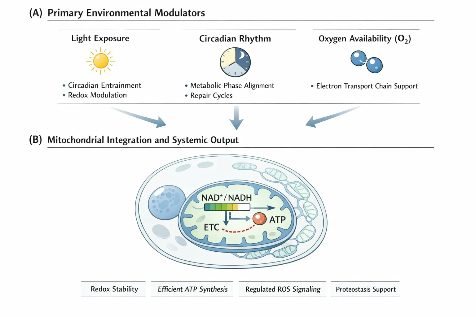 Figure 1 — Bioenergetic coherence and environmental modulators